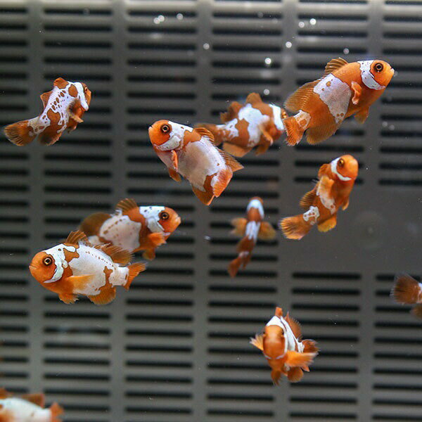 ライトニングマロン 【1匹】3-3.5cm± 色指定不可! 海水魚 クマノミ 餌付け 15時までのご注文で当日発送(t115のサムネイル