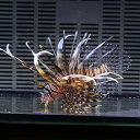 ハナミノカサゴ 12-15cm± ! 海水魚 カサゴ !15時までのご注文で当日発送【カサゴ】