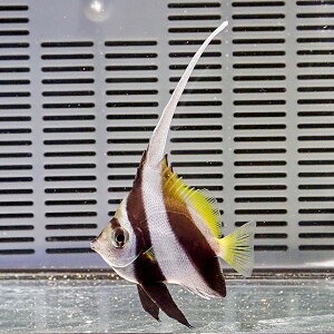 ハタタテダイ