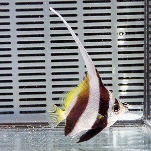 ハタタテダイ