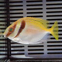 ヒメアイゴ 4-6cm±!海水魚 アイゴ 15時までのご注文で当日発送【ハギ】(t119