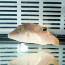 ヒメキンチャクフグ 6-8cm± ! 海水魚 フグ 15時までのご注文で当日発送(t123