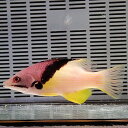 ケサガケベラ 10-12cm±!海水魚 ベラ 餌付け(t122