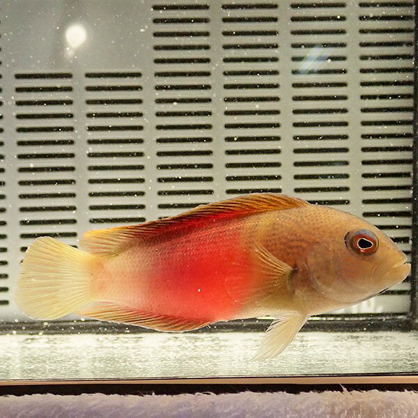 メギス 8-10cm± !海水魚 生体 餌付け済 15時までのご注文で当日発送(t120のサムネイル