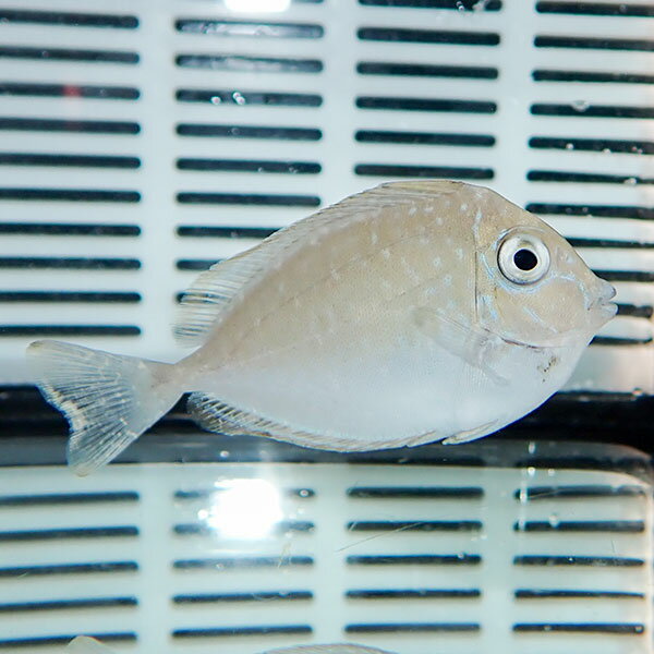 楽天市場】海水魚 ハギ（熱帯魚・アクアリウム｜ペット・ペットグッズ