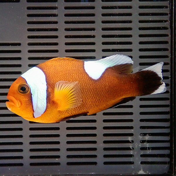 トウアカクマノミ大き目 6-8cm± 海水魚 クマノミ 餌付け 15時までのご注文で当日発送(t115(t207
