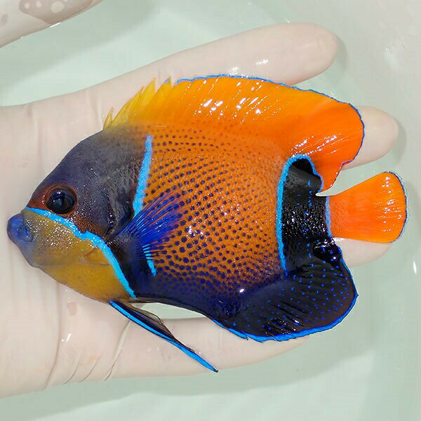 【現物12】イナズマヤッコ 11cm± ! 海水魚 ヤッコ 15時までのご注文で当日発送(t111(t207のサムネイル