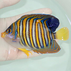 ニシキヤッコ