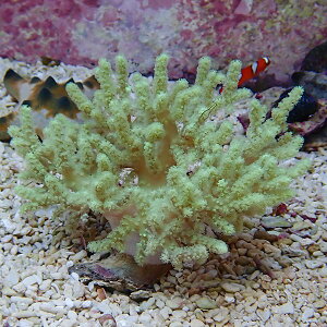 カタトサカ