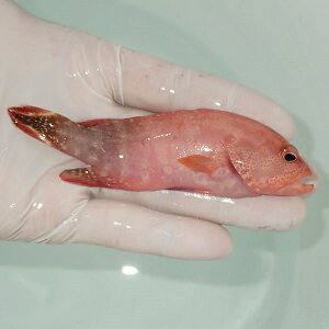 【現物】アオメハタ10cm±!海水魚ハタ餌付け15時までのご注文で当日発送【ハタ】