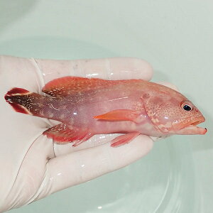 【現物】ハタ.sp13cm±!海水魚ハタ餌付け15時までのご注文で当日発送【ハタ】