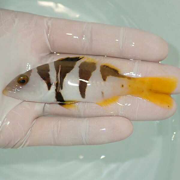 【現物3】コクハンアラ 10cm± !海水魚 生体 餌付け済 15時までのご注文で当日発送(t120(t207のサムネイル