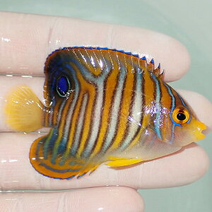 【現物生体no16】ニシキヤッコ約4.5cm±!海水魚ヤッコキュア済【15時までのご注文で当日発送】