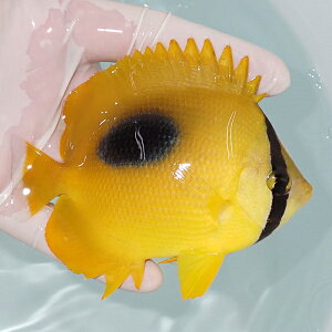 ナミチョウ
