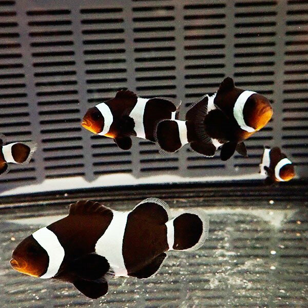 ブラックオセラリス 大きめ 【1匹】 5-6cm± 黒色等の色指定不可! 海水魚 クマノミ 餌付け 15時までのご注文で当日発送(t115のサムネイル