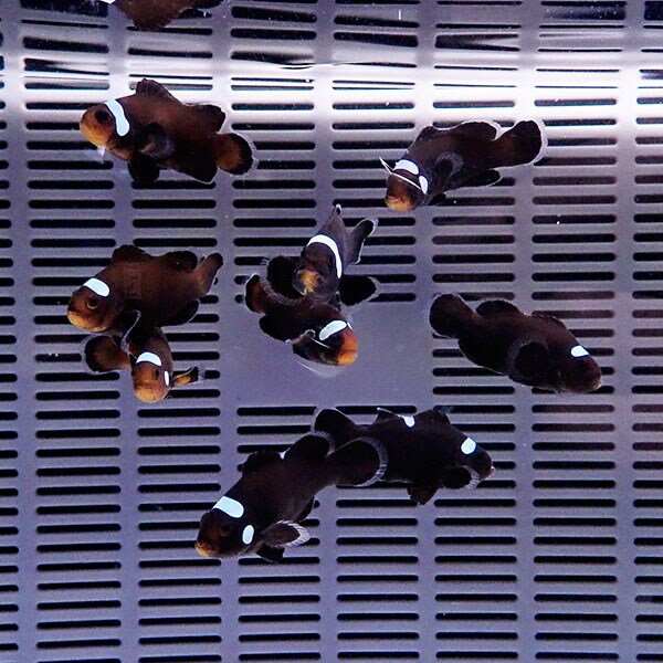 ドミノクラウン【1匹】4-5cm±! 海水魚 クマノミ 餌付け 15時までのご注文で当日発送(t11 ...