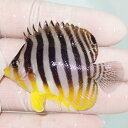 【現物55】シマヤッコ 5.7cm±! 海水魚 生体 15時までのご注文で当日発送(t111(t207 その1