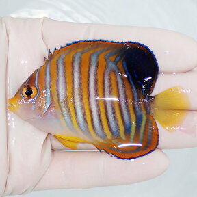 【現物102】ニシキヤッコ 7.5cm±! 海水魚 ヤッコ 15時までのご注文で当日発送(t111