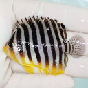 【現物33】sale シマヤッコ 6cm±! 海水魚 生体 15時までのご注文で当日発送(t111(t207