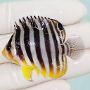 【現物38】sale シマヤッコ 5cm±! 海水魚 生体 15時までのご注文で当日発送(t111(t207