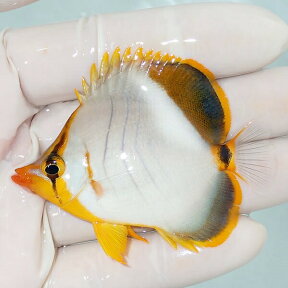 【現物1】サントスバタフライ 6.5cm±! 海水魚 チョウチョウウオ 15時までのご注文で当日発送(t114(t207