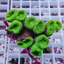 【サンゴ現物3】タバネサンゴ フラグ! 15時までのご注文で当日発送 【サンゴ】