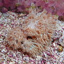 【サンゴ現物2】シロスジウミアザミ 12-8cm!15時までのご注文で当日発送 【サンゴ】(t148