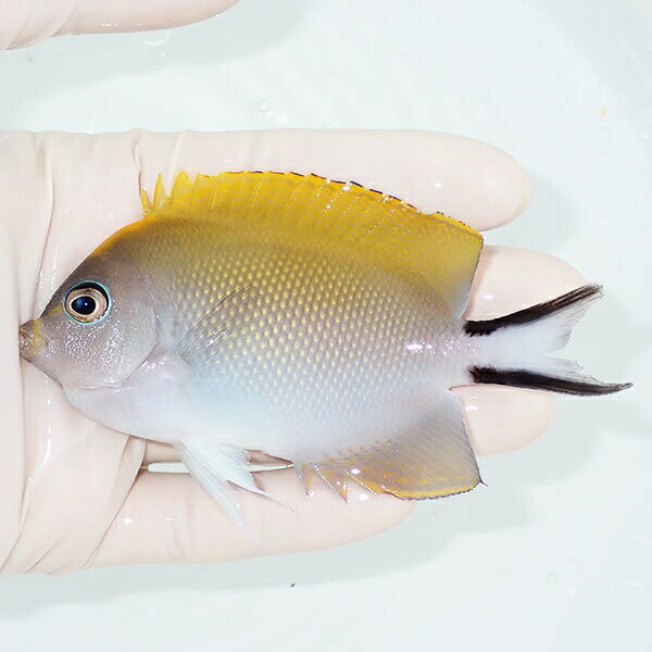 【現物】 ヤイトヤッコ 10.5cm± ! 海水魚 ヤッコ 15時までのご注文で当日発送(t111(t207のサムネイル