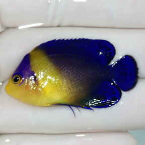 【現物14】スミレヤッコ 4.5cm±! 海水魚 ヤッコ 15時までのご注文で当日発送(t111