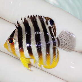 【現物2】sale シマヤッコ 4cm±! 海水魚 生体 15時までのご注文で当日発送(t111(t207