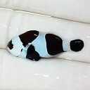 【現物3】ブラックストームクラウン 3cm± 海水魚 カクレクマノミ 15時までのご注文で当日発送【クマノミ】(t111