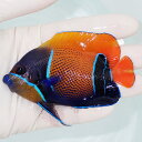 【現物3】粒エサOK イナズマヤッコ 9cm±! 海水魚 ヤッコ 15時までのご注文で当日発送(t111(t207