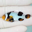 【現物4】Aグレード ブラックピカソクラウン 4.5cm±! 海水魚 クマノミ 餌付け 15時までのご注文で当日発送(t115(t207