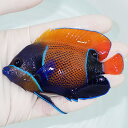 【現物4】粒エサOK イナズマヤッコ 9.5cm± ! 海水魚 ヤッコ 15時までのご注文で当日発送(t111(t207