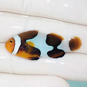 【現物6】Aグレード ブラックピカソクラウン 4.3cm±! 海水魚 クマノミ 餌付け 15時までのご注文で当日発送(t115(t207