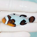 【現物8】Aグレード ブラックピカソクラウン 5.5cm±! 海水魚 クマノミ 餌付け 15時までのご注文で当日発送(t115(t207