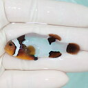 【現物2】オレンジスノーフレークオセラリス 5.5cm±!海水魚 クマノミ ブリード 15時までのご注文で当日発送(t111