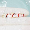 【現物2】ドラクラシュリンプゴビー 5.5cm±!海水魚 ハゼ 15時までのご注文で当日発送(t121