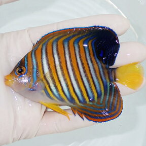 【現物2】ニシキヤッコ 9.5cm±!海水魚 ヤッコ15時までのご注文で当日発送(t111(t207