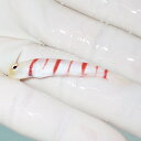 【現物3】ドラクラシュリンプゴビー 4cm± 海水魚 ハゼ! 餌付け 15時までのご注文で当日発送(t121