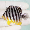 【現物11】sale シマヤッコ 5cm±! 海水魚 生体 15時までのご注文で当日発送(t111(t207