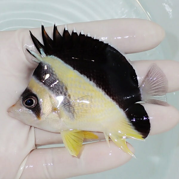 【現物9】バーゲスバタフライ 8cm±! 海水魚 チョウチョウウオ 15時までのご注文で当日発送(t114(t207