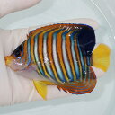 【現物1】冷凍ブラインOK ニシキヤッコ 11cm±!海水魚 ヤッコ15時までのご注文で当日発送(t111(t207