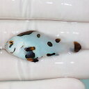 【現物2】ピカソストーム 4.5cm± ブリード 海水魚 カクレクマノミ(t111(t207