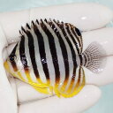 【現物43】sale シマヤッコ 6cm±! 海水魚 生体 15時までのご注文で当日発送(t111(t207