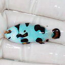 【現物4】ピカソストーム 4cm± 海水魚 クマノミ 15時までのご注文で当日発送(t111