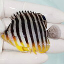 【現物51】sale シマヤッコ 6cm±! 海水魚 生体 15時までのご注文で当日発送(t111(t207