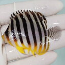 【現物52】sale シマヤッコ 5.7cm±! 海水魚 生体 15時までのご注文で当日発送(t111(t207