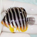 【現物53】sale シマヤッコ 5.5cm±! 海水魚 生体 15時までのご注文で当日発送(t111(t207