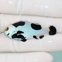 【現物5】ピカソストーム 4.5cm± 海水魚 クマノミ 15時までのご注文で当日発送(t111